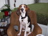 Donnell the Hound
