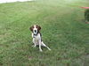 Donnell the Hound