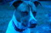 Charlie Chan the Perfect Companion