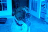 Charlie Chan the Perfect Companion