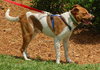Charlie Chan the Perfect Companion