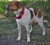 Charlie Chan the Perfect Companion