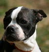 Emma the Boston Terrier