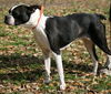 Emma the Boston Terrier