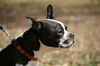 Emma the Boston Terrier