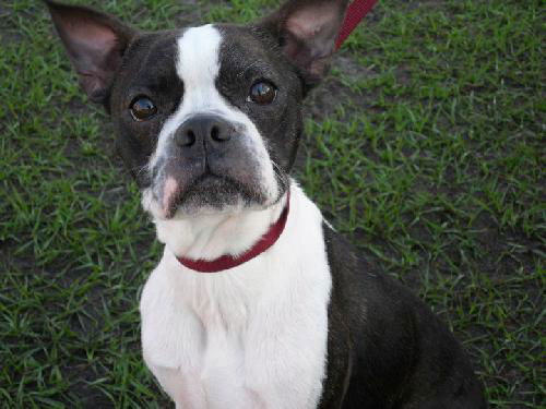 Emma the Boston Terrier