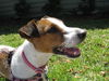 Quinn the Jack Russell