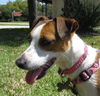 Quinn the Jack Russell