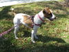 Quinn the Jack Russell