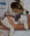 Quinn the Jack Russell