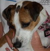 Quinn the Jack Russell