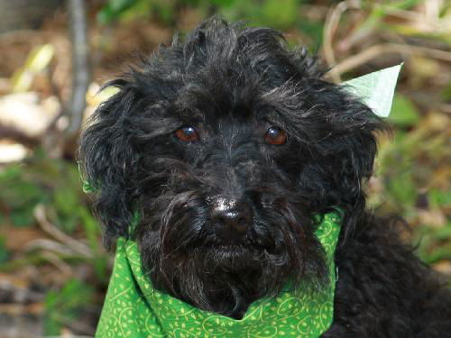 Edward the Poodle