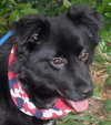 Rex the Border Collie (Video)