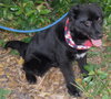 Rex the Border Collie (Video)