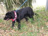 Rex the Border Collie (Video)