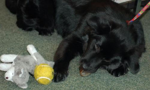 Rex the Border Collie (Video)