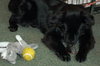 Rex the Border Collie (Video)