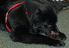 Rex the Border Collie (Video)