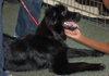Rex the Border Collie (Video)