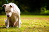 Bones the Lover Bulldog