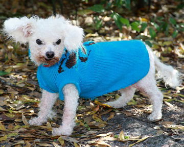 Iolly the Mini-Poodle