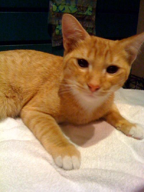 Shiloh the Orange Tabby