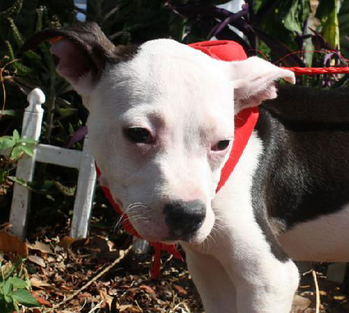 Jersey the Tiny Boxer Puppy