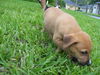 Tramp the Standard Dachshund