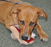 Tramp the Standard Dachshund