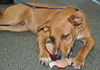 Tramp the Standard Dachshund