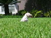 Donald the Dachshund Puppy