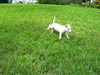 Odette the Dachshund Puppy