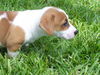 Tinkerbell the Dachshund Puppy