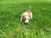 Tinkerbell the Dachshund Puppy