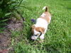 Tinkerbell the Dachshund Puppy