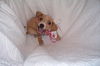 Cinderella the Dachshund Puppy