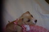 Cinderella the Dachshund Puppy
