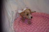 Cinderella the Dachshund Puppy