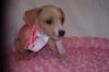 Cinderella the Dachshund Puppy