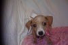 Cinderella the Dachshund Puppy