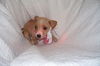 Cinderella the Dachshund Puppy
