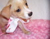 Cinderella the Dachshund Puppy