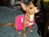 Cinderella the Dachshund Puppy