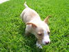 Daisy the Dachshund Puppy
