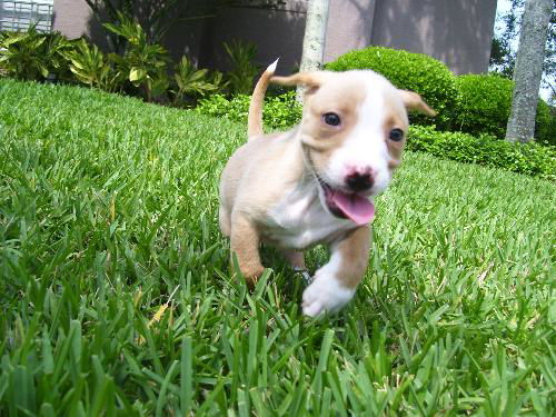 Daisy the Dachshund Puppy