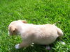 Daisy the Dachshund Puppy