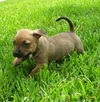 Judy the Dachshund Puppy