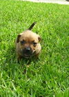 Judy the Dachshund Puppy