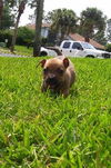Judy the Dachshund Puppy