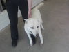 Ranger the White GSD